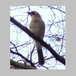 Garrulus glandarius - Eichelhaeher 05.jpg